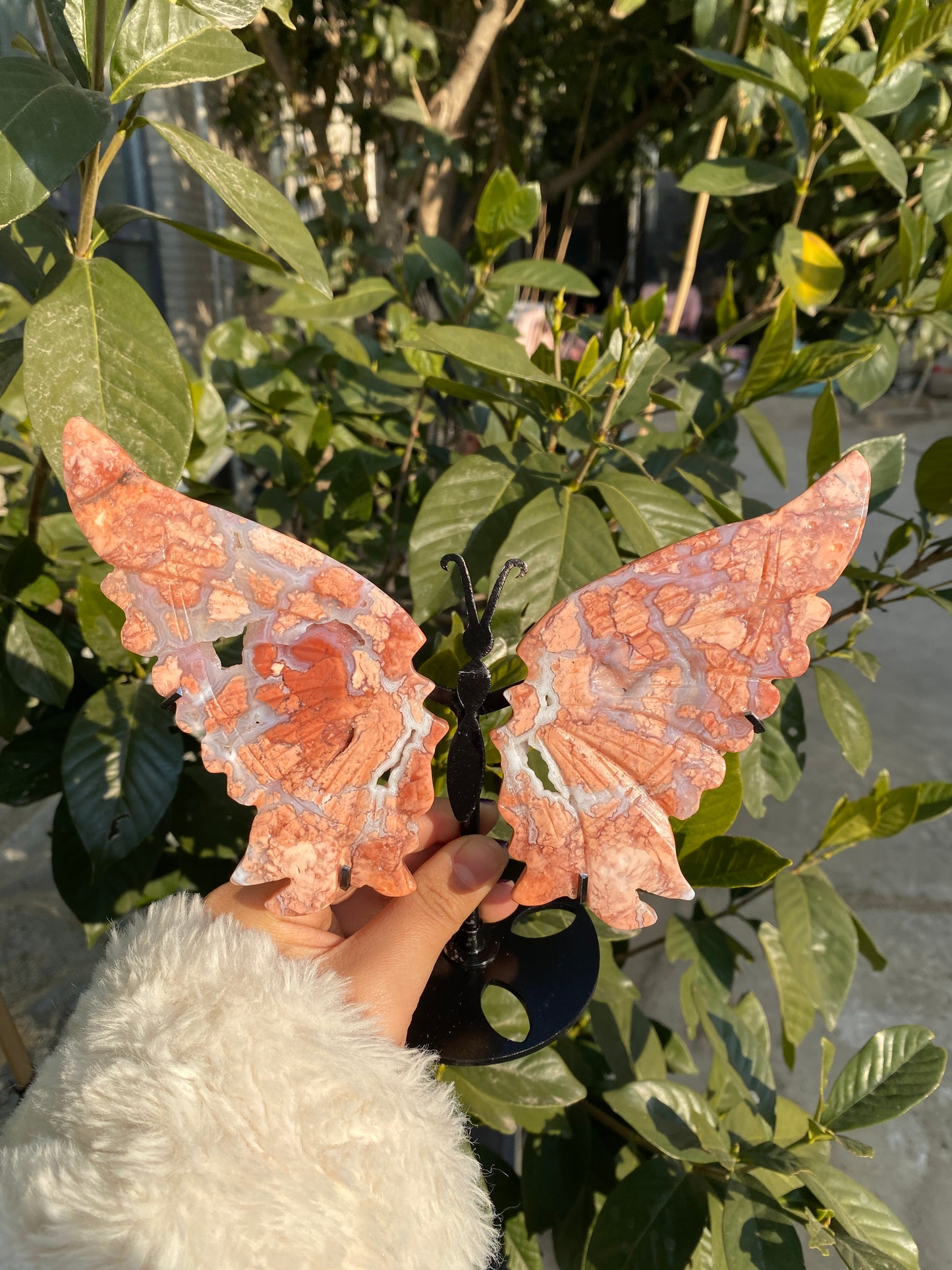 Rosy-fanshi crystal-butterfly family