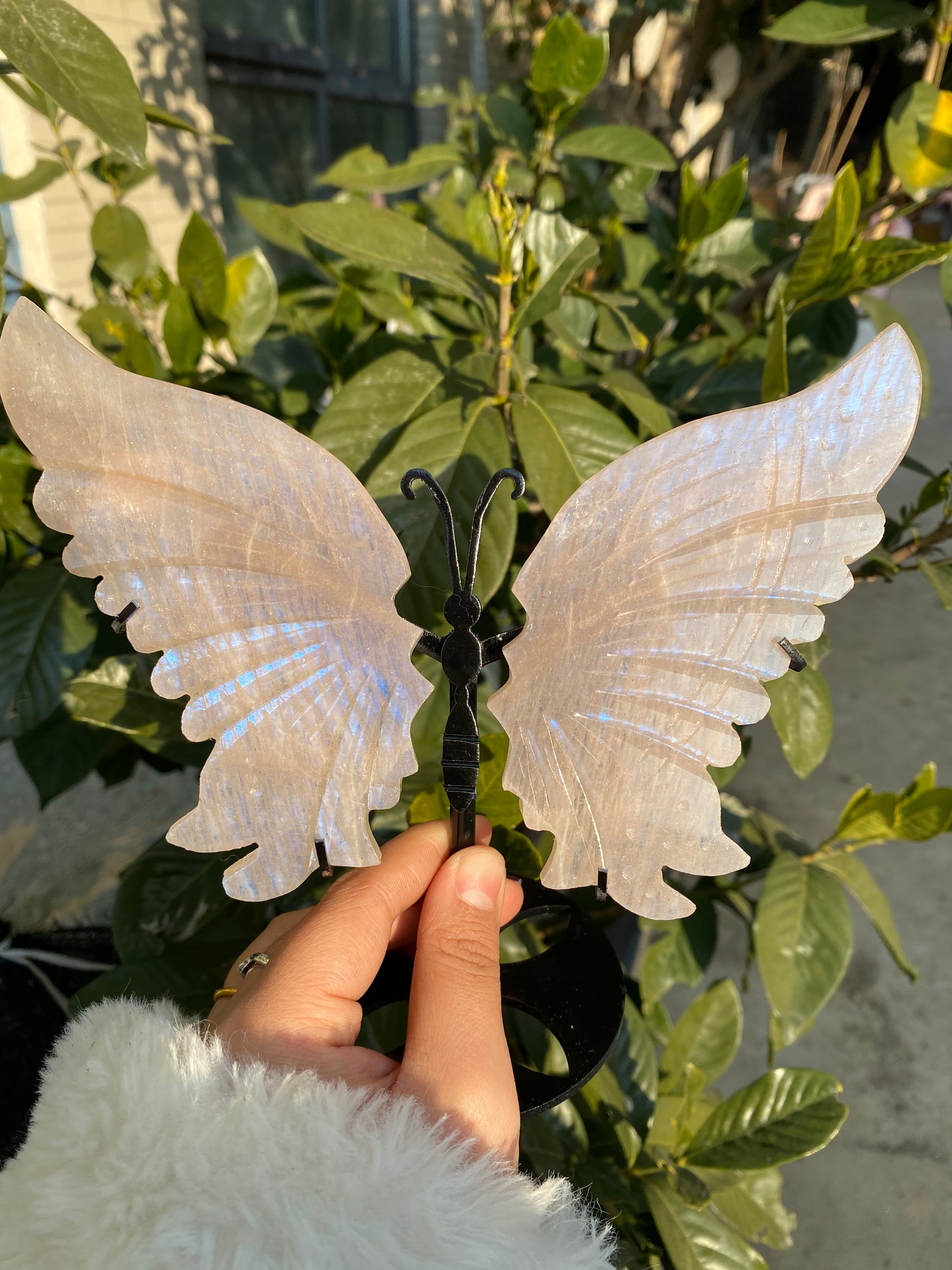 Rosy-fanshi crystal-butterfly family