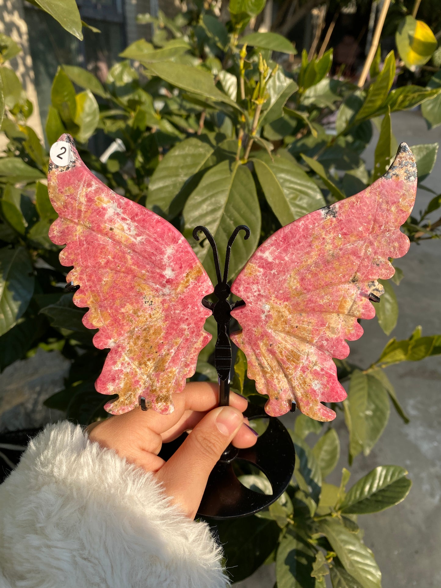 Rosy-fanshi crystal-butterfly family